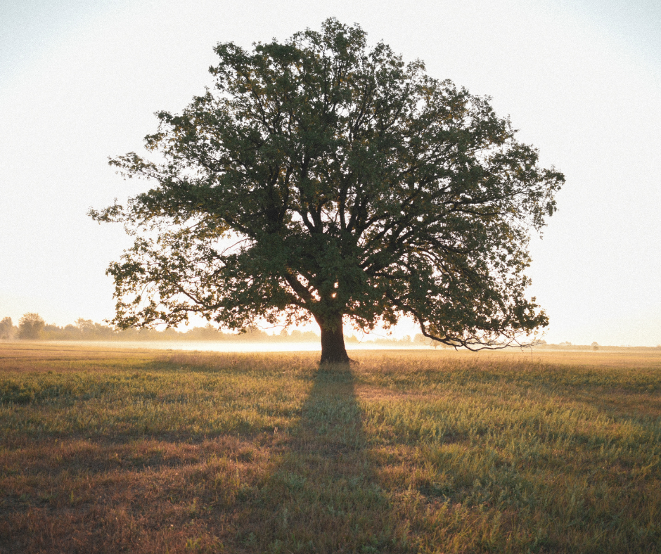 image of oak tree and sunset